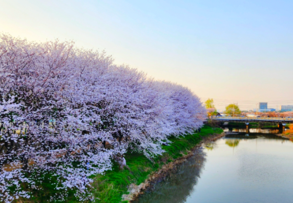 수원 벚꽃 배경