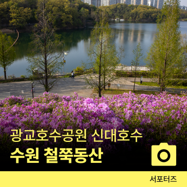 수원 철쭉동산 신대저수지 수원 봄나들이 ☆