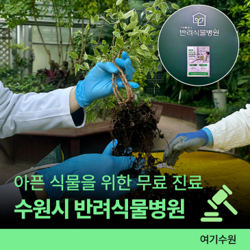 수원시 반려식물 병원 운영ㅣ무료로 아픈 초록이 화분 진료! 식집사 추천 서비스