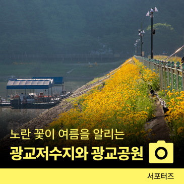 광교저수지 수변산책로에 핀 노란 금계국과 광교공원 ☆