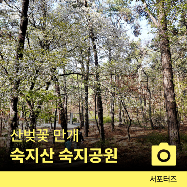 산벚꽃 만개한 숙지산 숙지공원 봄 신록 즐기는 가벼운 트레킹 ☆