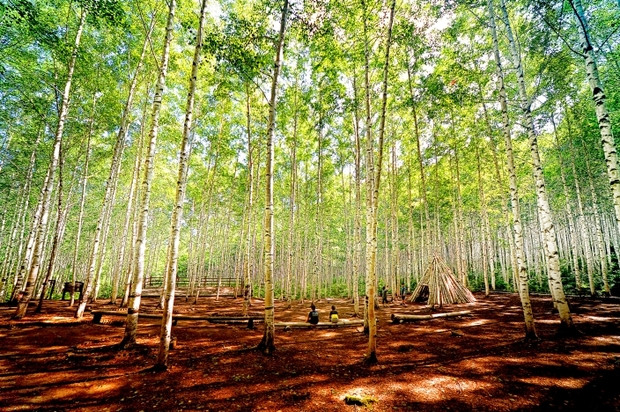 자작나무숲·곰배령에서 만나는 5월의 숲 “인제로 오세요!”