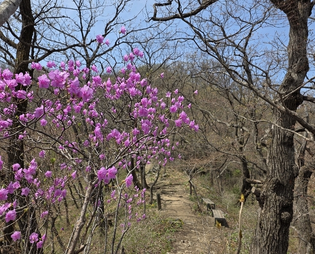 &#038;quot;백둔리 탐방로에서 봄을 즐기세요&#038;quot; 경기도, 연인산도립공원 얼레지 등 야생화 만개