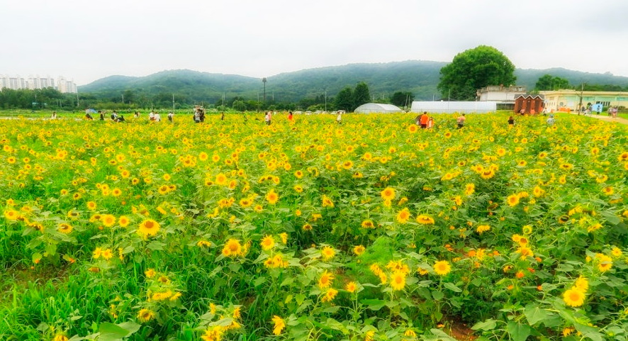 원천동 해바라기